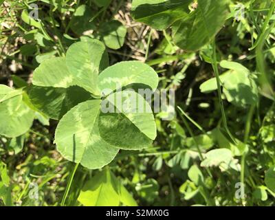 Super-Rare Five-Leaf Klee Stockfoto