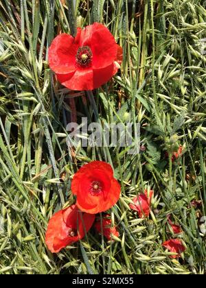 Gemeinsame Mohn (Papaver rhoeas) Blumen in einem gemeinsamen Hafer (Avena sativa) Feld Stockfoto