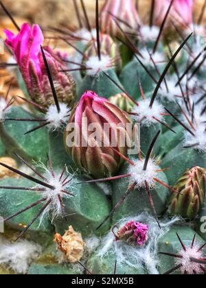 Full Frame Makro Nahaufnahme von einem hellen rosa glück Cactus flower Bud. Stockfoto