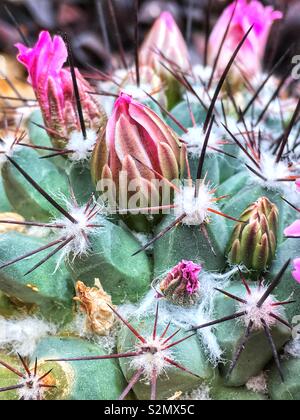 Full Frame Makro Nahaufnahme von einem hellen rosa glück Cactus flower Bud. Stockfoto