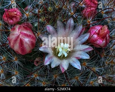 Full Frame Makro Nahaufnahme von einem hellen Rosa und weissen Glück cactus Blume in voller Blüte mit ein paar Knospen auf jeder Seite. Stockfoto