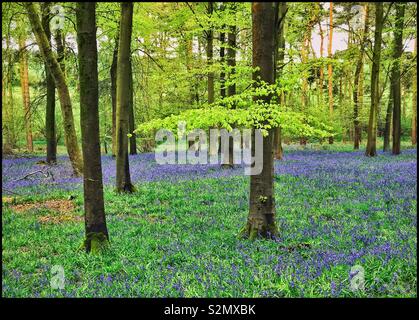 Die kultige Aussicht auf eine Englische Bluebell Woodland Szene. Es ist Ende April oder Anfang Mai und die Feder hat gerade mit einem fantastischen "Teppich" der lila Blüten gestartet: Hyacinthodes Non-Scripta. Foto © CH. Stockfoto