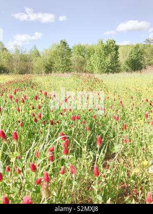 In Pastelltönen Foto von rot blühenden purpurroter Klee in Nord-carolina Feld Stockfoto