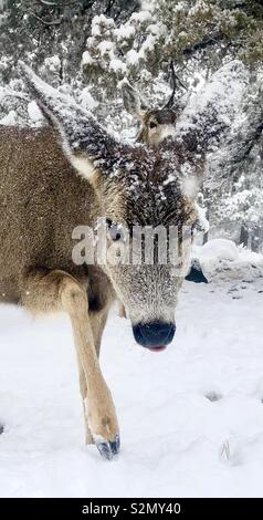 Rehe im Schnee. Stockfoto