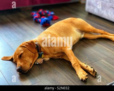 Schlafende Labrador Stockfoto