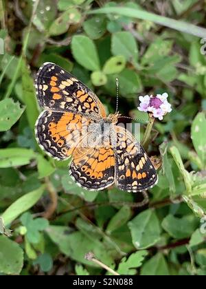 Pearl Crescent Schmetterling mit grünem Hintergrund Stockfoto