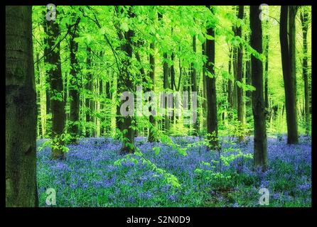 Ein atmosphärisches und gutes Gefühl Landschaft Bild einer englischen Bluebell Blick auf den Wald. Dieser Frühling Szene ist einer der beliebtesten Ansichten unter Wald Wanderer. Foto - © COLIN HOSKINS. Stockfoto