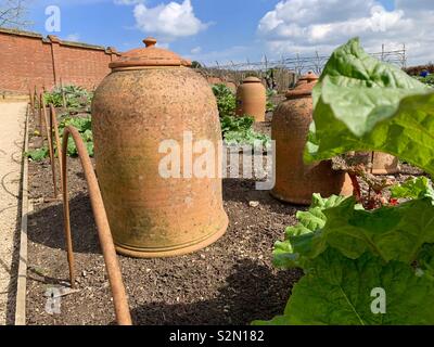 Rhabarber forcers in einer Küche Garten Stockfoto