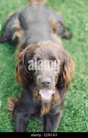 Deutsch Langhaar Zeiger im grünen Gras in die Kamera schaut Stockfoto