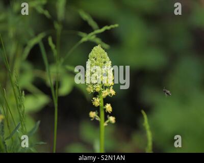 Wiesenblume mit Insekt Shipped. Stockfoto