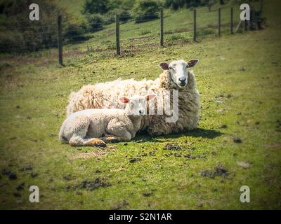 Ein Mutterschaf und Lamm genießen Sie die Frühlingssonne auf den South Downs Stockfoto