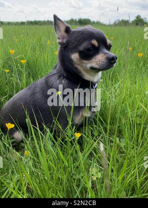 Kurze behaarte Chihuahua sitzen in buttercup Feld Stockfoto