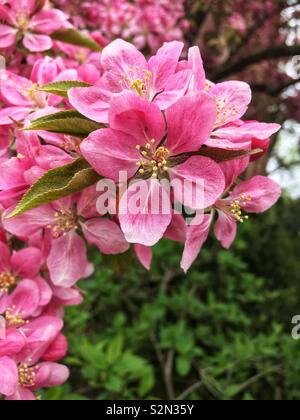 Schöne perfekte Frühling rosa apple tree blossoms. Stockfoto