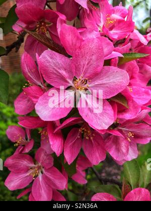 Schöne perfekte Frühling rosa apple tree Blüten wachsen auf dem Apfelbaum. Stockfoto