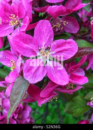 Schöne perfekte Frühling rosa apple tree Blüten wachsen auf dem Apfelbaum. Stockfoto