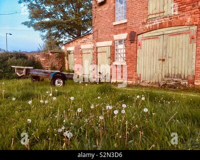 Löwenzahn Samen Köpfe in einem Gras bewachsenen Garten mit einem alten Trailer und Gebäude im Hintergrund. Stockfoto