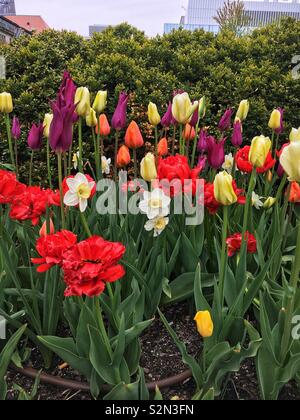 Frühling Garten voller bunter Tulpen in voller Blüte. Stockfoto