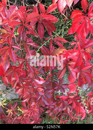 Herbstfarben Stockfoto