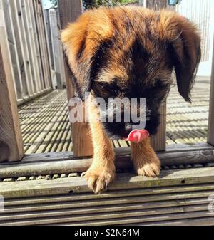 2 Monat alt Border Terrier, leckte sich die Lippen Stockfoto