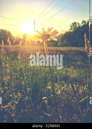 Schneidende Sonnenuntergang, Hochspannungsleitungen, und Daisy über purpurroter Klee Feld in North Carolina Stockfoto