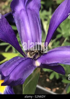 Biene auf Purple Iris Stockfoto