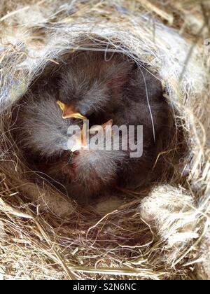 Pied Bachstelze (Motacilla alba) Ansicht von Oben Nest mit Küken Stockfoto