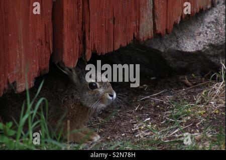 Europäische Hase auch als der Feldhase bekannt. Stockfoto