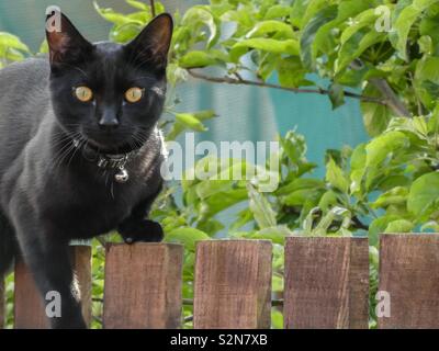 Schwarze Katze auf einem Gartenzaun Stockfoto
