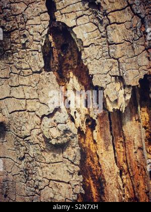 Detail eines toten und kranken Baum. Stockfoto