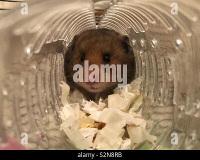 Braun baby Hamster in Rohr Süß Stockfoto