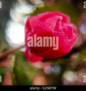 Crabapple bud, Honesdale, Pennsylvania Stockfoto