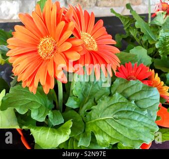 Orange Gerbera daisies im Topf im Garten Center mit roten und gelben Gänseblümchen im Hintergrund Stockfoto