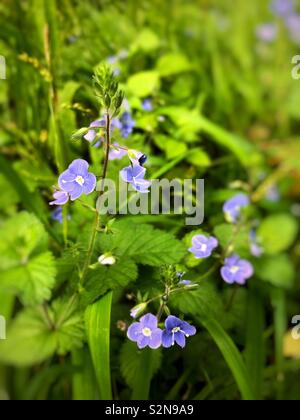 Germander Ehrenpreis (Veronica chamaedrys) wächst in Wäldern im Süden von Wales, UK, Mai. Stockfoto