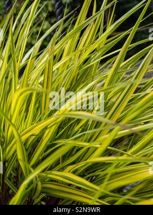 Bunte Blätter der Goldenen Hakone Gras (Hakonechloa macra alboaurea). Stockfoto