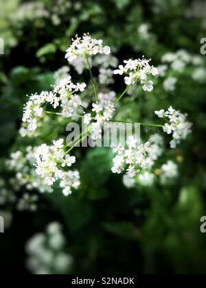 Kuh Petersilie (Anthriscus sylvestris) wächst in einer britischen Woodland im Mai. Stockfoto