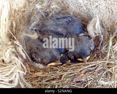 Pied Bachstelze (Motacilla alba) Blick auf Nest mit fünf Küken Stockfoto