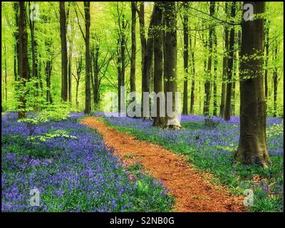 Ein Weg durch einen fantastisch Englisch Woodland Szene im Frühling. Die bluebells in voller Blüte und neue grüne Knospen sprießen an den Bäumen sind. Was könnte mehr fröhlich sein?! Foto © COLIN HOSKINS. Stockfoto