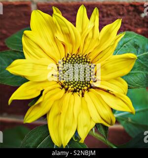 Detailansicht eines zarten jungen Sonnenblume. Bunte gelben Blütenblättern und geometrischen Scheibenblüten. Schönheit in der Natur. Stockfoto