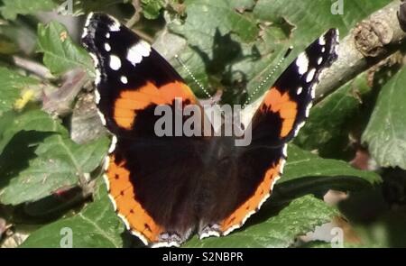 Eine rote Admiral Schmetterling Aalen in der Sonne Stockfoto