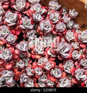 Grauen und roten Rosetten von sukkulenten Pflanzen Sedum spathulifolium 'Purpureum'. Stockfoto