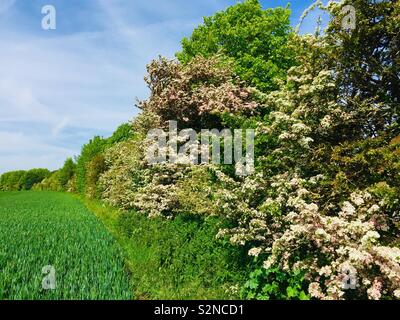 Hecke neben einem Feld von Gerste Stockfoto