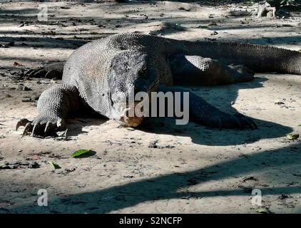 Ein riesiger Komodo Drache auf der Insel Komodo in Indonesien. Stockfoto