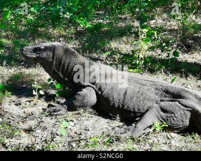 Ein Komodo Drache auf der Insel Komodo in Indonesien. Stockfoto