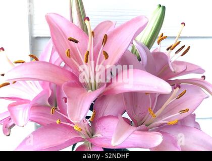 Rosa asiatische Lilien Stockfoto