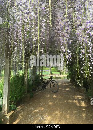 Hylands Haus Garten, Chelmsford, Essex, Wisteria Tunnel mit Canyon Road Bike Stockfoto