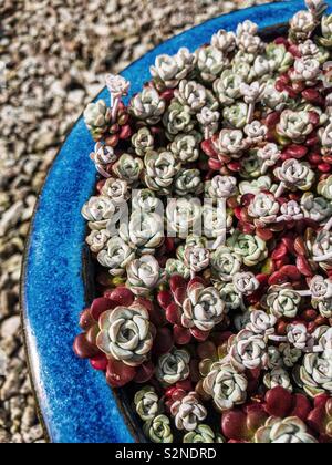 Sedum spathulifolium Cappa Blanca in einem blauen Topf. Stockfoto