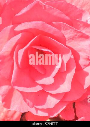 Full Frame Detailansicht eines perfekten rosa Rose Blume in voller Blüte. Stockfoto