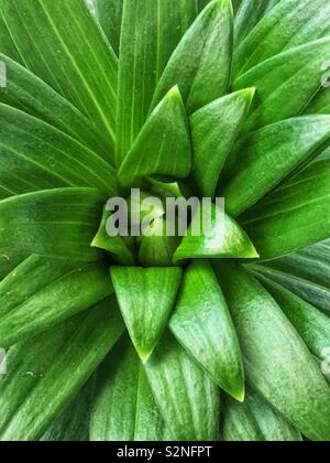 Full Frame Blick von oben auf einen gemeinsamen grünen saftigen Zimmerpflanze. Stockfoto