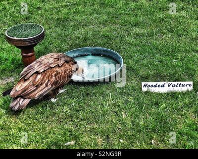 Hooded Vulture (Necrosyrtes Monachus) Trinkwasser. Die Art wird derzeit vom Aussterben bedroht Stockfoto