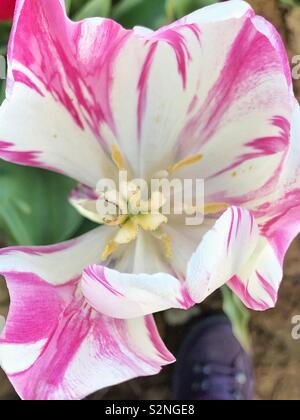 Tulip Staubbeutel von oben nach unten in die Blume gesehen Stockfoto